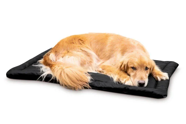 Tough Crate Pad, K9 Ballistics, Chew Resistant and More, Black, Small (29x22x18x22)