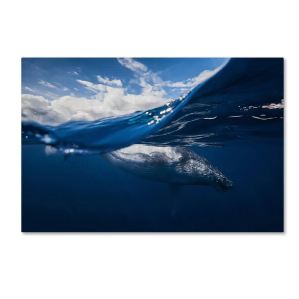 Trademark Art Barathieu Gabriel 'Humpback Whale and The Sky' Canvas Art - ShopLadder