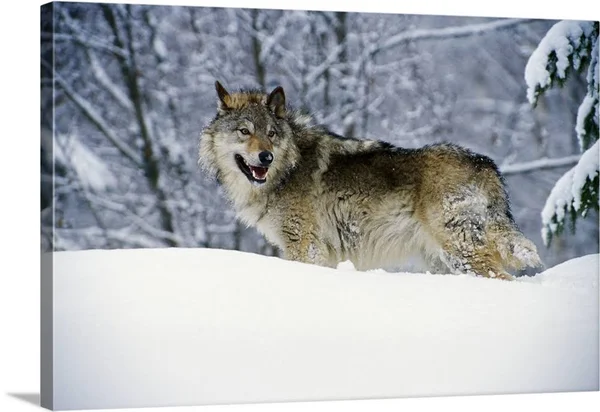 Gray Wolf in Snow - Montana, Canvas Wall Art, 48x32, Great Big Canvas