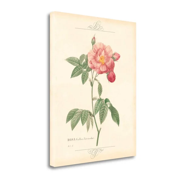 Tangletown Fine Art Detailed Floral III by Artique Studio, Giclee Print on Wrap Canvas, 23x22x28x22