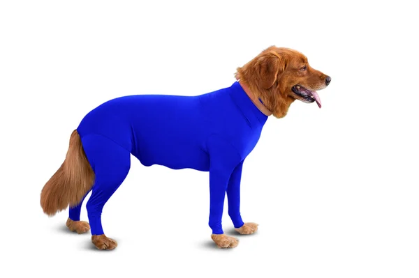 Shed Defender Shedding Dog Bodysuit, Royal Blue, Small