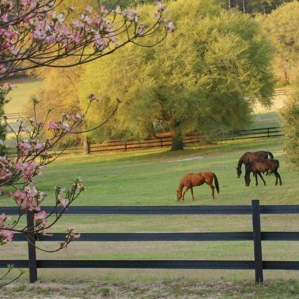 CenFlex Flexible Horse Fence Rail - 330 ft. Roll, Black