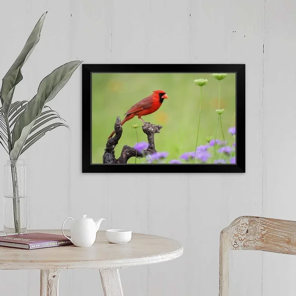 Northern Cardinal (Cardinalis Cardinalis) Male Perched on Limb, Black Framed Wall Art, 24x16, Great Big Canvas