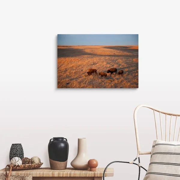 A Herd of Bison Roam on A Ranch, Canvas Wall Art, 30x20, Great Big Canvas