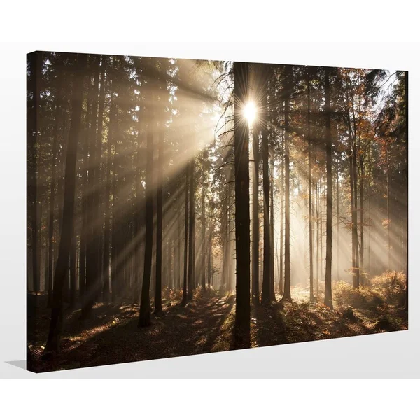 Picture Perfect International Autumn Morning in Forest Giclee Print Canvas Wall Art - 30 Inches x 40 Inches x 1.5 Inches
