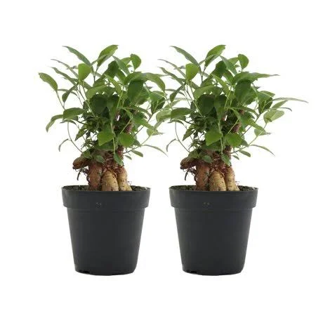 Costa Farms Live Indoor 1Yr. Old Bonsai, 2-Pack, Size: Small, Green