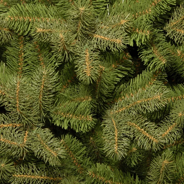CC Christmas Decor 7’ Downswept Fir Artificial Christmas Tree - Unlit