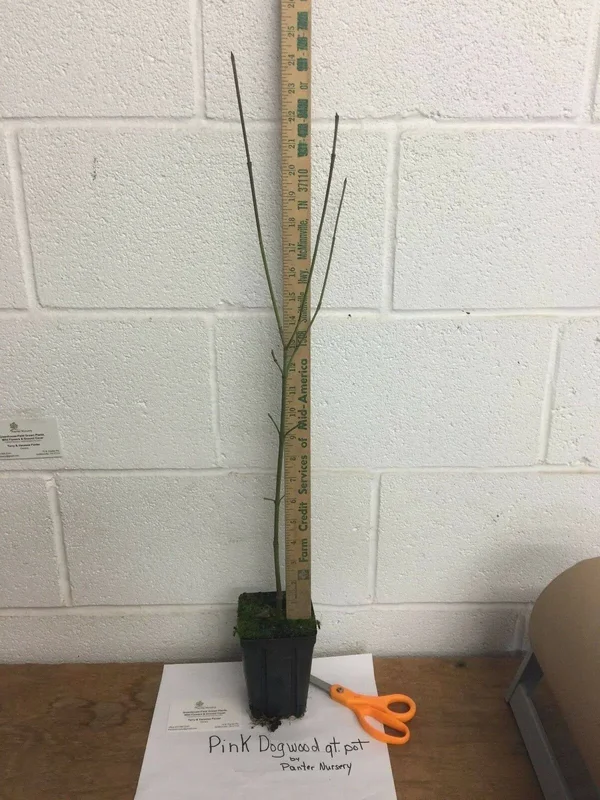 National Tree Company 4 ft. Dogwood Tree