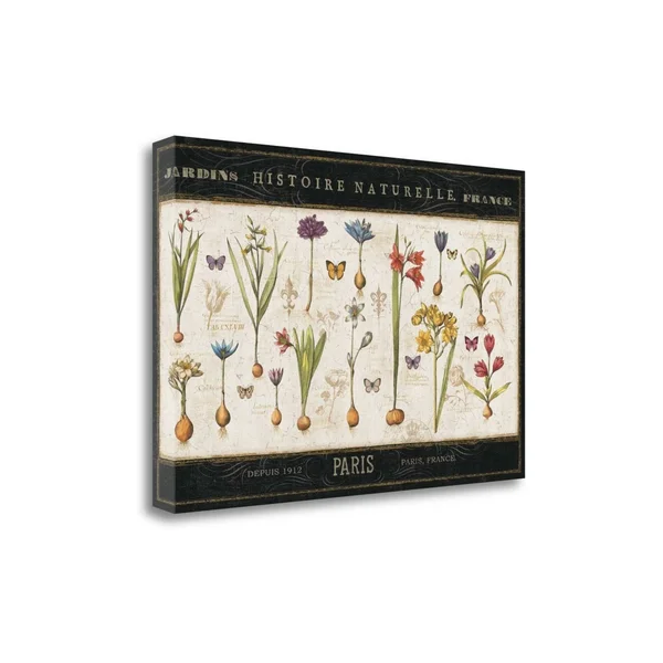 20x22 x 29x22 Histoire Naturelle I by Pela Err Fine Art Giclee Print