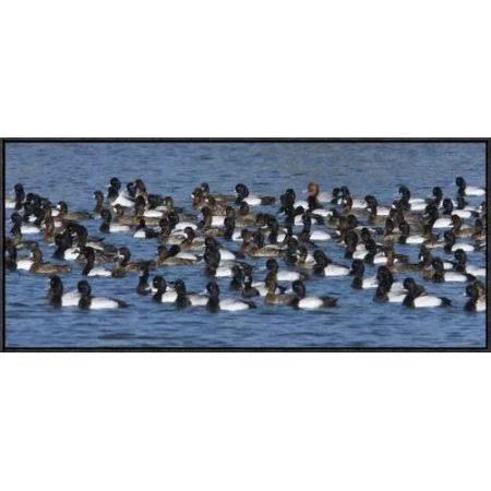 East Urban Home Lesser Scaup Flock on Lake - North America Photographic Print Format: Black Framed, Size: 15x22 H x 36x22 W
