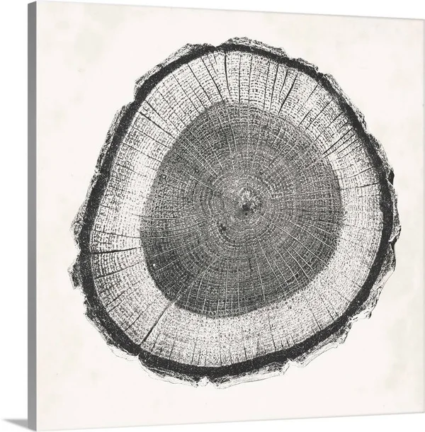 Tree Ring II, Canvas Wall Art, 16x16, Great Big Canvas