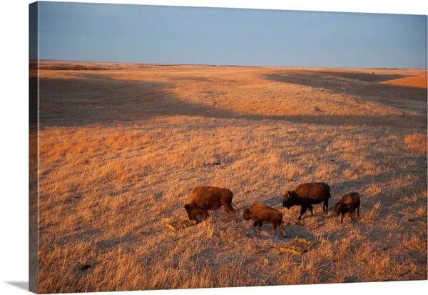 A Herd of Bison Roam on A Ranch, Canvas Wall Art, 30x20, Great Big Canvas