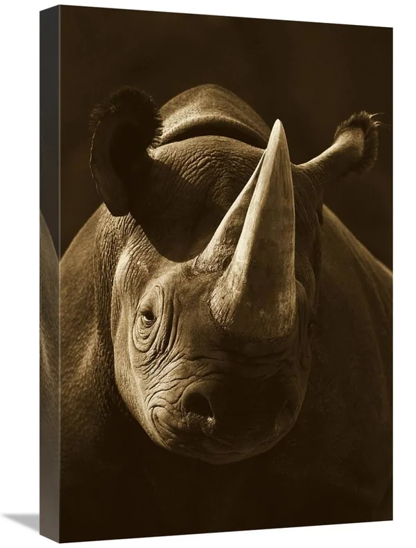16 x 24 in. Black Rhinoceros Portrait Native to Africa - Sepia Art Print - San Diego Zoo MI1268074