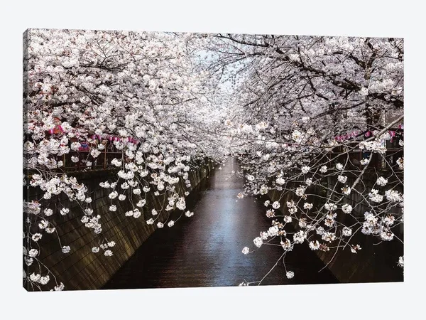 iCanvas Cherry Blossom Season - Tokyo, Japan Art by Matteo Colombo Canvas Art Wall Decor ( Floral & Botanical > Flowers u
