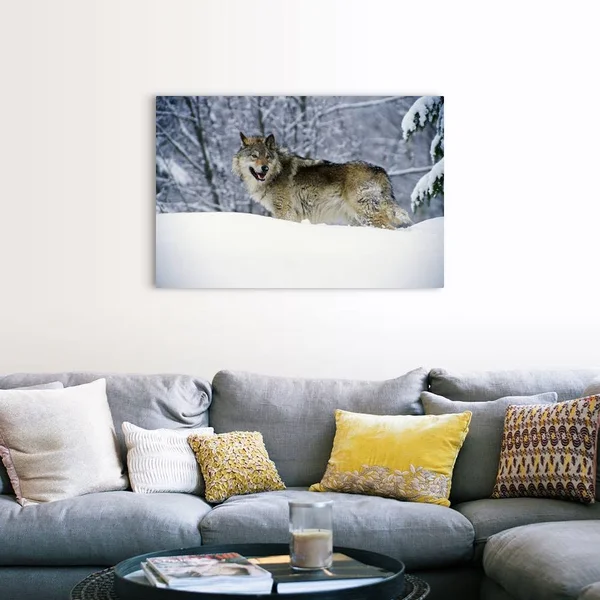 Gray Wolf in Snow - Montana, Canvas Wall Art, 48x32, Great Big Canvas