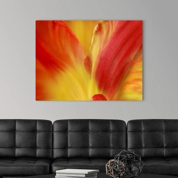 Tulipa, Canvas Wall Art, 40x30, Great Big Canvas