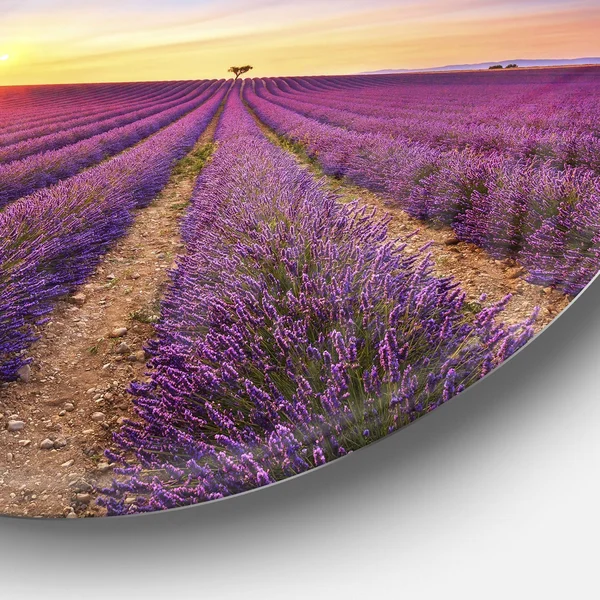 Design Art 'Lavender Field in Provence France' Photographic Print on Metal - Blue
