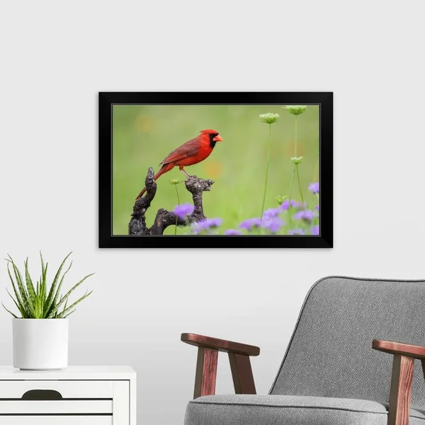 Northern Cardinal (Cardinalis Cardinalis) Male Perched on Limb, Black Framed Wall Art, 24x16, Great Big Canvas