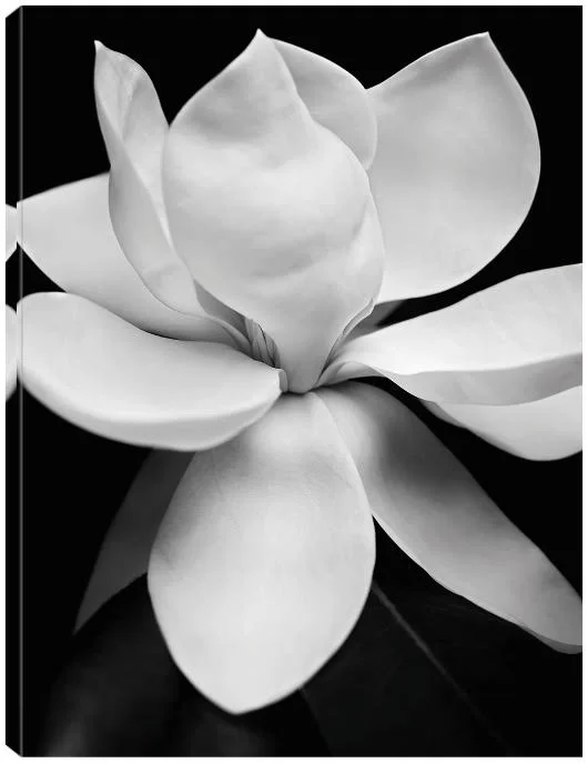 Magnolia Canvas Art by Michael Harrison 24x32 Fineartcanvas
