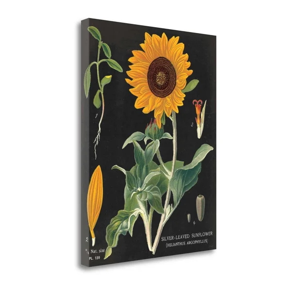 23x22 x 18x22 Sunflower Chart by Sue Schlabach Fine Art Giclee Print