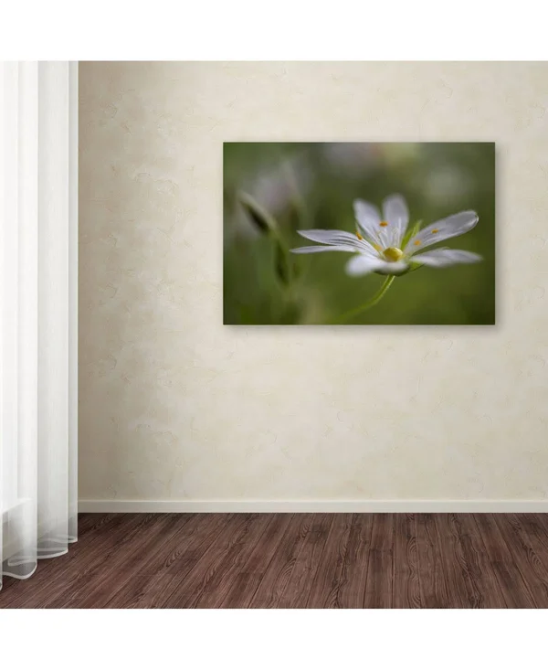 Trademark Fine Art 1X02352-C1219Gg Mandy Disher 'Stitchwort' Canvas AR