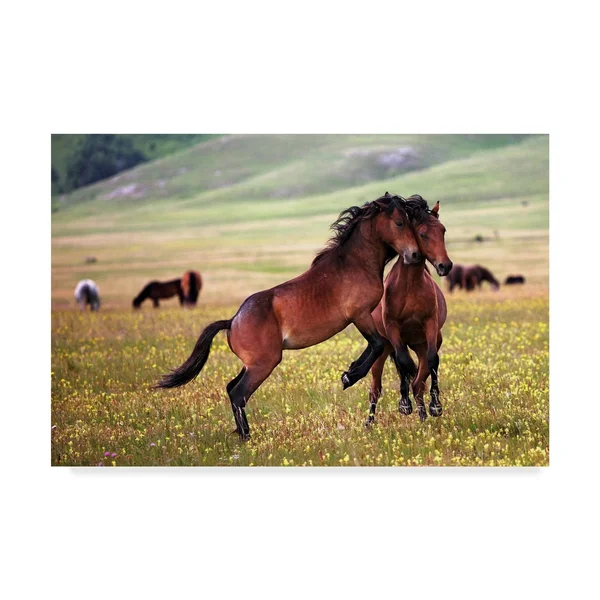 Trademark Art Vedran Vidak 'Horse Games' Canvas Art