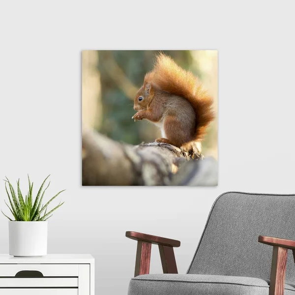 Solid-Faced Canvas Print Wall Art Print entitled Squirrel in Winter on Bark of Tree.
