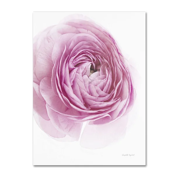 Elizabeth Urquhart 'Pink Lady III' Canvas Art WAP01923-C