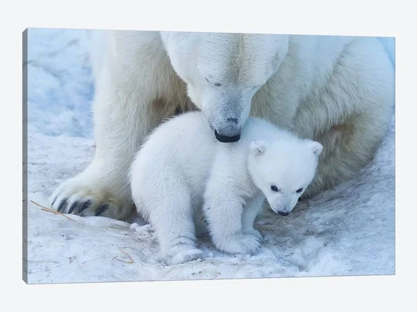 Anton Belovodchenko Canvas Wall Decor Prints - Polar Bear Portrait II ( Animal Art > Wildlife > Bears > Polar Bears