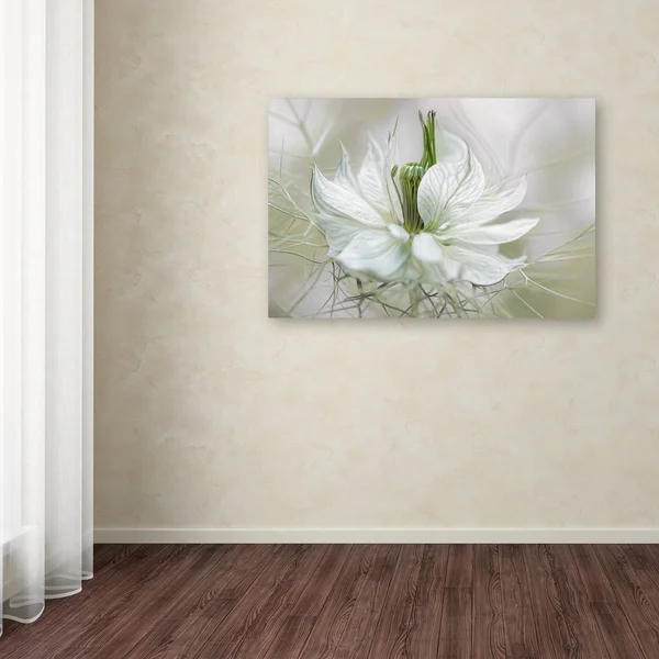 Trademark Fine Art 1X03389-C2232Gg Mandy Disher 'Nigella' Canvas Art - 2