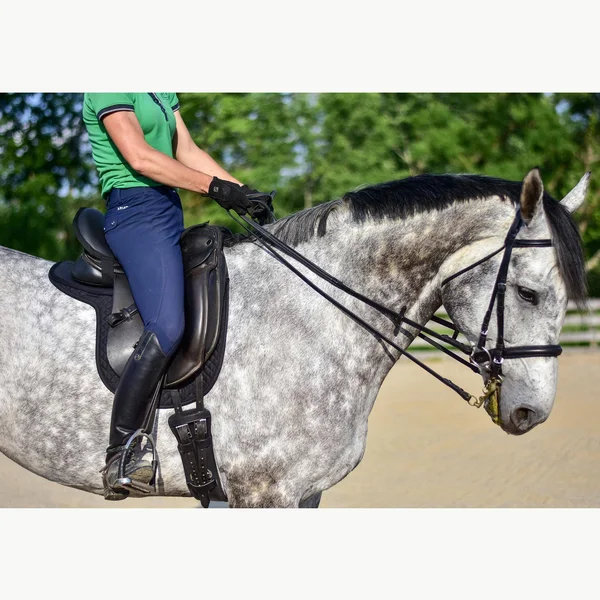 Thinline Short Dressage Girth