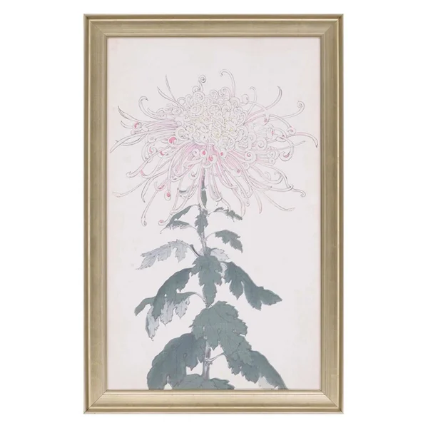 Elegant Chrysanthemum IV, Paragon 1357