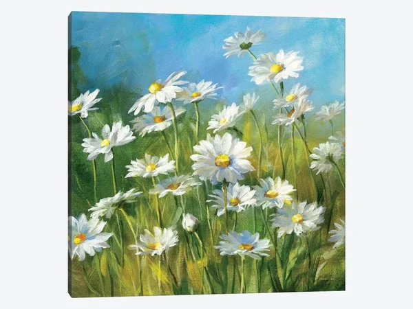 Summer Field II - Danhui Nai Canvas Art Print ( Floral & Botanical > Flowers > Daisies art)