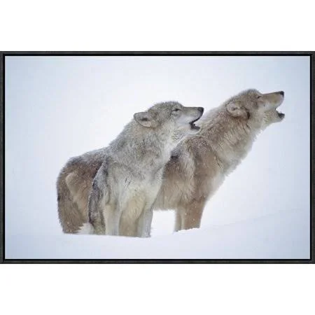 Global Gallery Timber Wolves Close-up Portrait of Pair Howling in Snow, North America by Tim Fitzharris Framed Photographic Prin