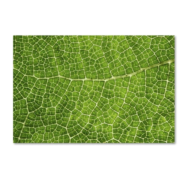Trademark Fine Art 'Green Leaf Texture' Canvas Art by Cora Niele, Size: 22 x 32