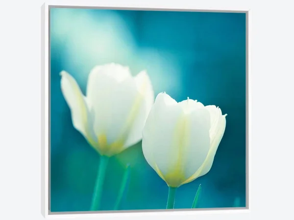 Framed Canvas Art (White Floating Frame) - Charisma by Carolyn Cochrane ( Floral & Botanical > Flowers > Tulips art)