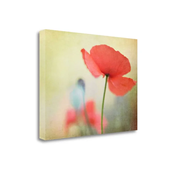 Poppy by Kim Fearheiley - Fine Art Giclee Print on Gallery