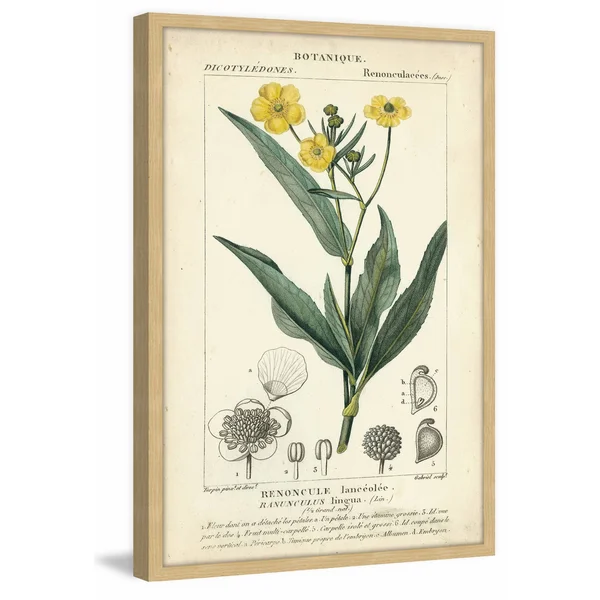 Marmont Hill Inc Botanique Study in Yellow III' Framed Painting Print, 16 x 24