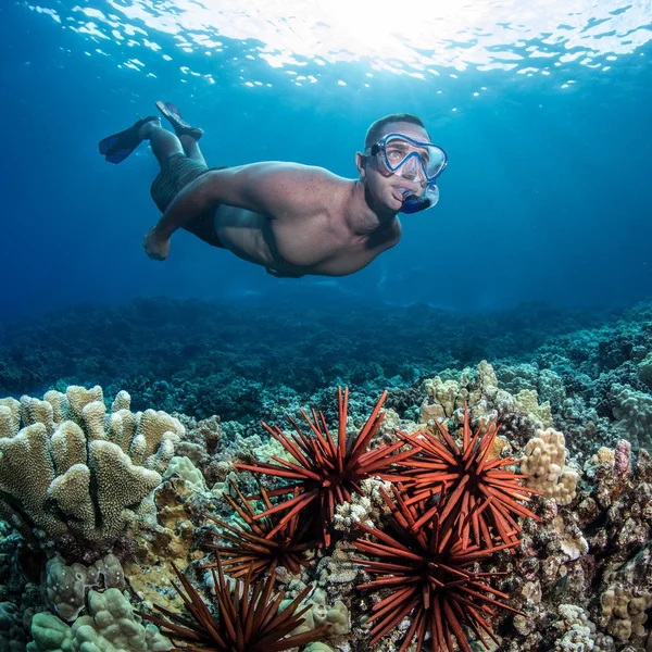 Seavenger Adult and Junior Diving Snorkel Set- Dry Top Snorkel, Trek