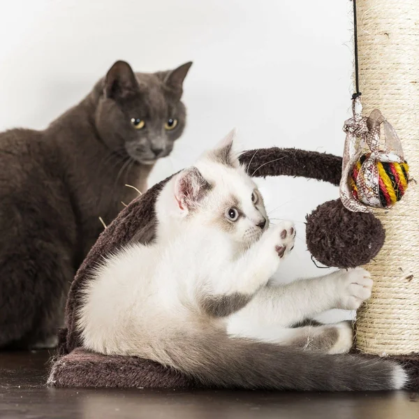 Petmaker 4 Tier Cat Tree- Plush Multi-Level Cat Tower with Sisal Scratching