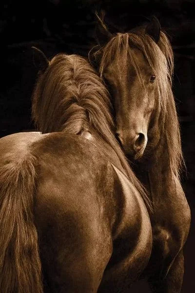 Framed Canvas Art (Gold Floating Frame) - Tenderness I by Tony Stromberg ( Animal Art > Farm Animals > Horses art)