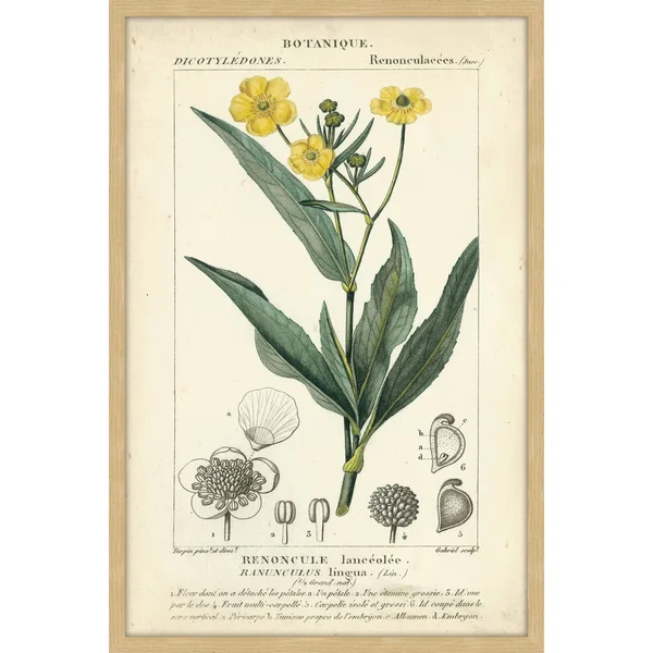 Marmont Hill Inc Botanique Study in Yellow III' Framed Painting Print, 16 x 24