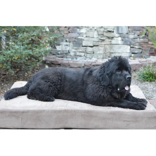 Big Barker 7 inch Pillow Top Orthopedic Dog Bed for Large and Extra Large Breed Dogs (Sleek Edition), Brown
